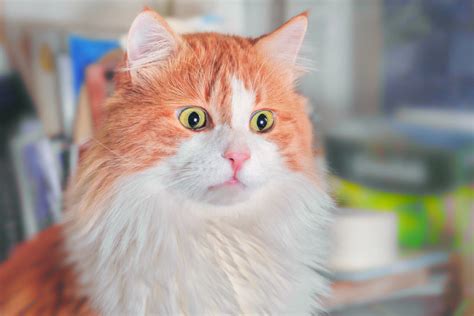 Tons of awesome cat hd wallpapers 1920x1080 to download for free. The Hilarious History of Cat Memes - Dr. Elsey's
