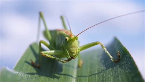 The Grasshopper Symbolism Spiritual Meaning And Message