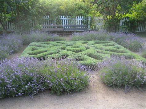 This upright form of rosemary will form the hedge outside the knot garden and will provide intermediate height. Knot Garden Design - Plants To Use For Herb Knot Gardens