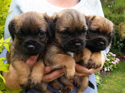 4 merle girls 2 black girls 2 black boys mum is doting and the puppies are doing really well! border terrier puppies | Sleaford, Lincolnshire | Pets4Homes