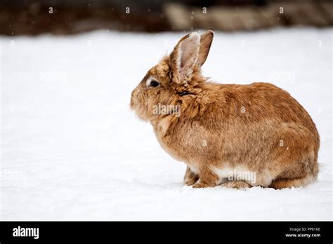 Bunny In Snow Animals In Wintertime Stock Photo Alamy