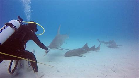 Brave Scuba Divers Hand Feed Hammerhead Sharks Youtube