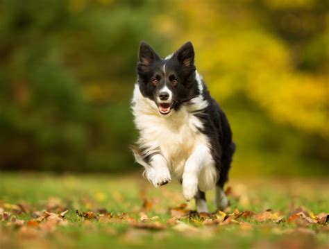 69 Border Collie House Training Picture Bleumoonproductions
