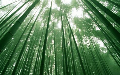 Bamboo Dual Screen Wallpapers Top Free Bamboo Dual Screen Backgrounds