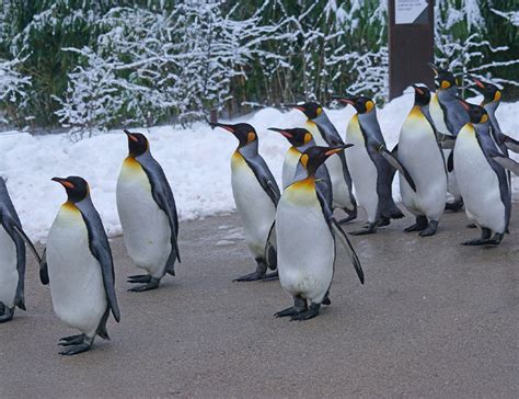 Pingvini U Poseti Muzeju Oduševili Se Remek Delima Video