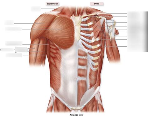 Chest Muscles Diagram Labeled Anatomy Chart Of Male Biceps And Chest