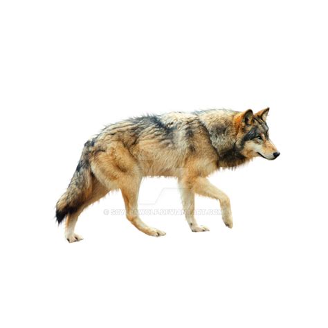 Over 566 wolf images png images are found on vippng. Wolf PNG image, free picture download