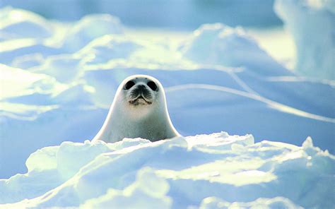 Cute Harp Seal Pup