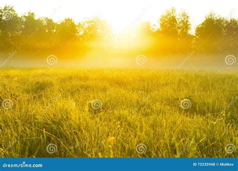 Very Nice Nature Background Backlit Shot Clear Sky Stock Photo