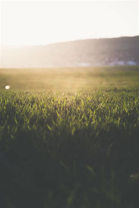 Hd Wallpaper Close Up Photography Of Grass Blur Blurred Bright