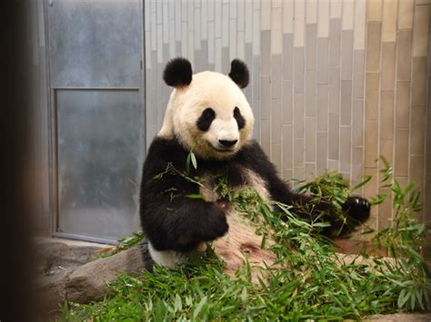 名站推薦 tips：2021年6月8日 更新失效連結 total 13 ». 元気な声で鳴いてるよ 上野動物園でジャイアントパンダの ...
