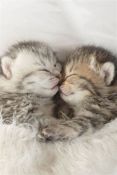 Cute Kittens Are Sleeping 7 Pics Of Other Cute Animals Cute Puppies