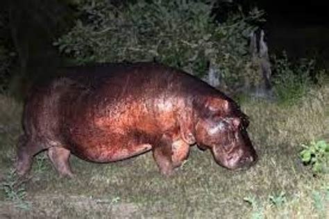 ¿por qué los hipopótamos sudan sangre aquí te decimos que es esta sustancia el mañana de