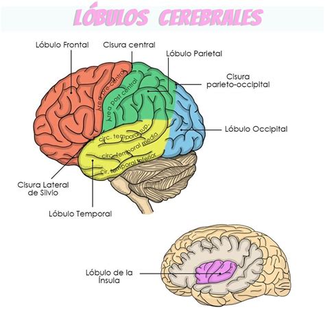 An Image Of The Human Brain Labeled In Different Colors And Parts