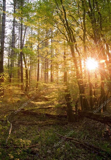Warm Sunrise Light Breaking Through Forest Trees And Canopy — Stock