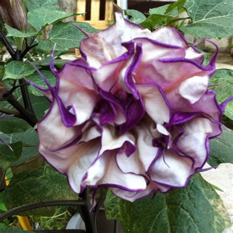 20pcs Purple Mandala Moonflower Datura Seeds Rare Exotic Fragrant