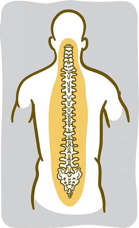 The vertebral column of the lower back includes the five lumbar vertebrae, the sacrum, and the coccyx. When Your Back Hurts | NIH News in Health