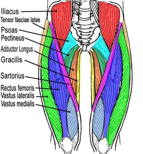 There are two parallel muscles. Muscles of the Leg (quads)