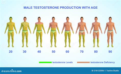 Average Testosterone Production With Age Stock Illustration Illustration Of Level Male 218122006