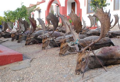 Finca míllara se enclava en la ribeira sacra, un lugar lleno de magia, paisaje y leyenda. Resultado Montería Los Millares 2018 Cinegética Montresur