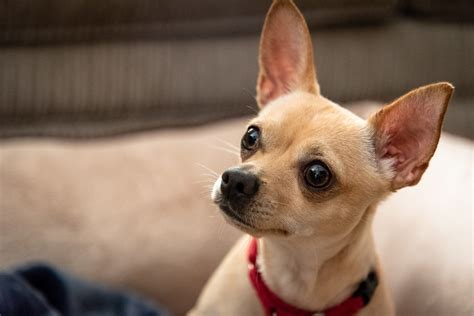Deer Head Chihuahua What To Know Before Buying Chihuahua Dogs Cute