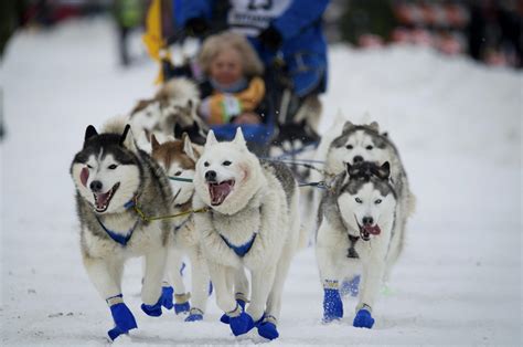 Iditarod Sled Dog Race Across Alaska Kicks Off This Weekend The