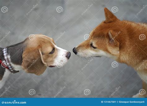 Pequeño Saludo Del Perro Del Beagle Con El Perro Del Inu De Shiba Por