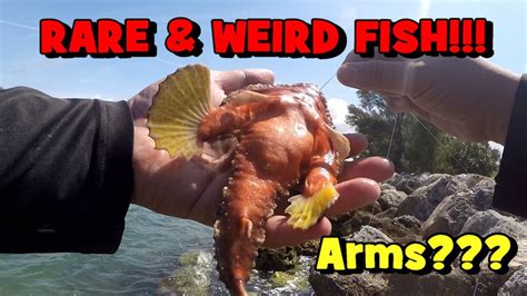 A Fish With Arms A Weird And Rare Fish Shows Up Fishing The