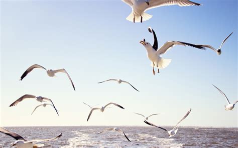 Seagulls Over Sea Wallpaper For Widescreen Desktop Pc 1920x1080 Full Hd
