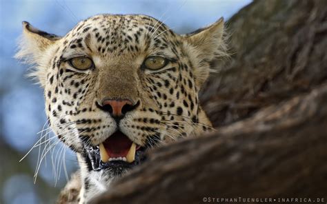 Leopard Beauty By Stephan Tuengler 500px Leopard Pictures African