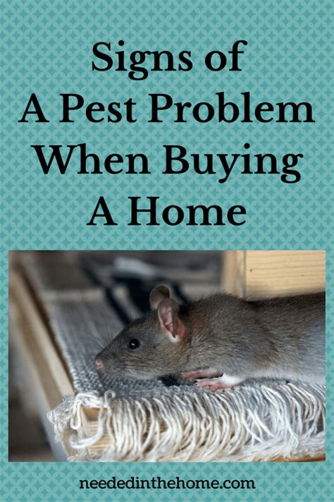 People living in a vicinity since long have fair idea about pest. Signs of a Pest Problem To Watch For When You Look To Buy ...