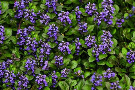 How To Grow And Care For Bugleweed