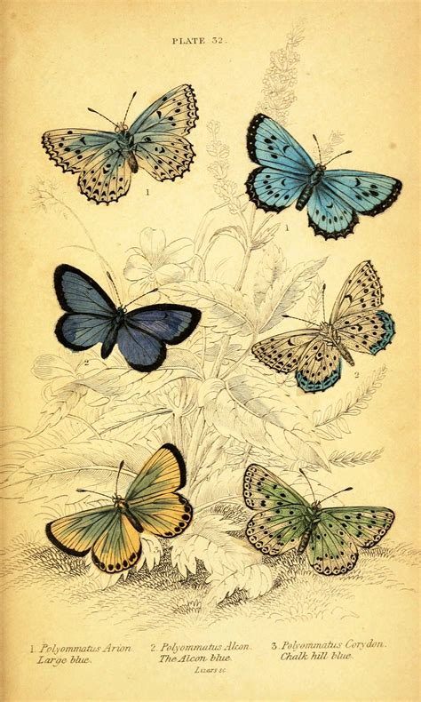 Animal Insect Butterfly Mostly Vintage Printable Vintage