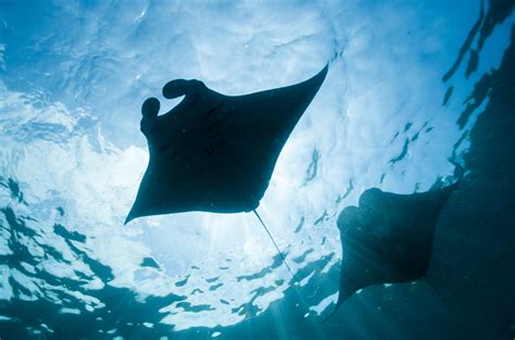 Has Indonesias Ban On The Trade In Manta Ray Gills Succeeded