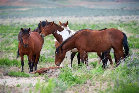 Wild Or Feral Horses Populate Large Photograph By Richard Wright Fine