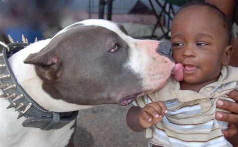 Pitbull American Pit Bull Terrier Information And Images K9