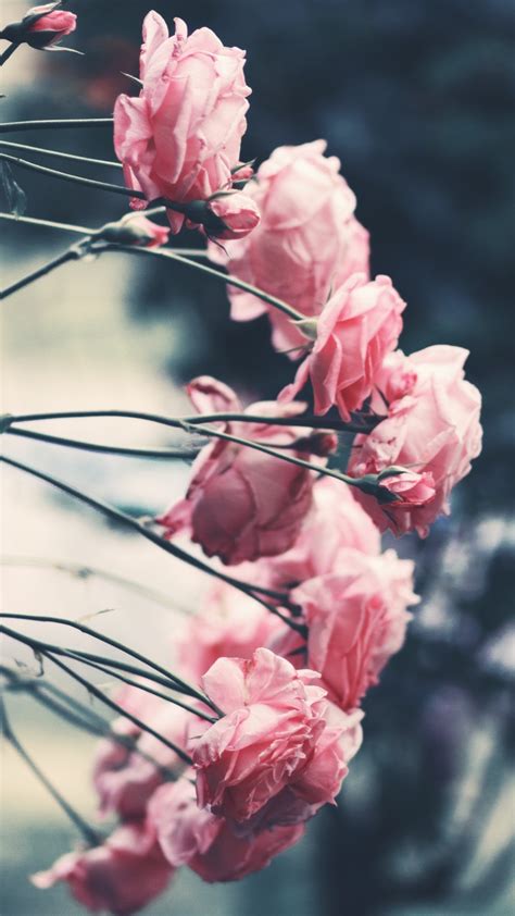 15 Stunning New Flower Wallpapers Backgrounds For Your