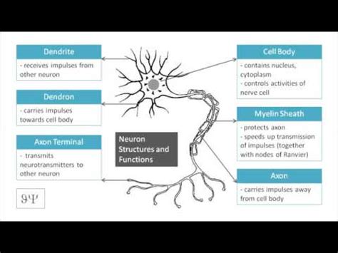 27 feedback mechanisms pogil key. Diagram | Neuron Structures and Functions - Cell Body ...
