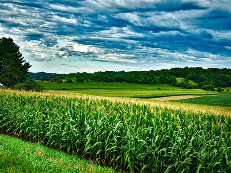 Corn Farm Field Landscape Clouds Regeneration International