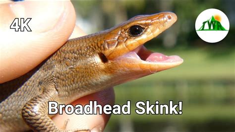 5 Skinks Found In Kentucky Id Guide Nature Blog Network