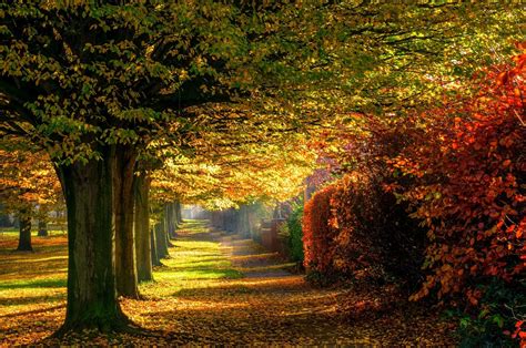 Leaves Park Trees Forest Colorful Path Nature Autumn Road