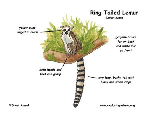 Lemur Ring Tailed Exploring Nature Educational Resource