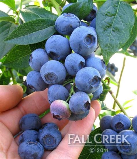 Clusters tend to be hidden by heavy foliage which slows hand picking; Northern Highbush | Fall Creek