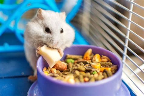 How To Take Care Of A Hamster For Beginners Cleanipedia