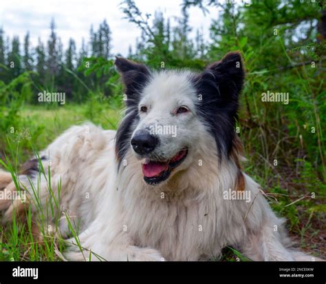 The White Dog Yakut Laika Lies On The Grass In The Forest With His