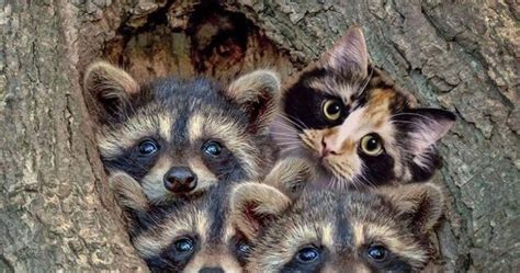 Older But Better Baby Raccoons And Kitten