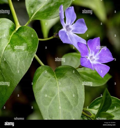 Big Leaf Periwinkle In Flower Hi Res Stock Photography And Images Alamy