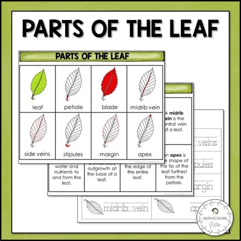 Montessori Nomenclature Cards Parts Of A Leaf