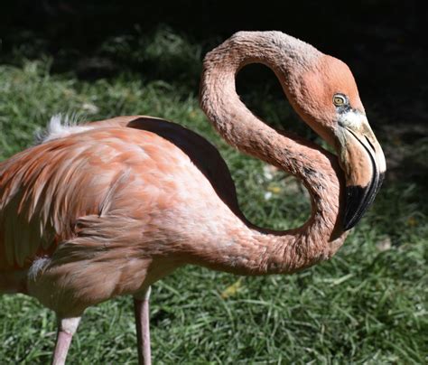 Flamingo Smithsonian Photo Contest Smithsonian Magazine