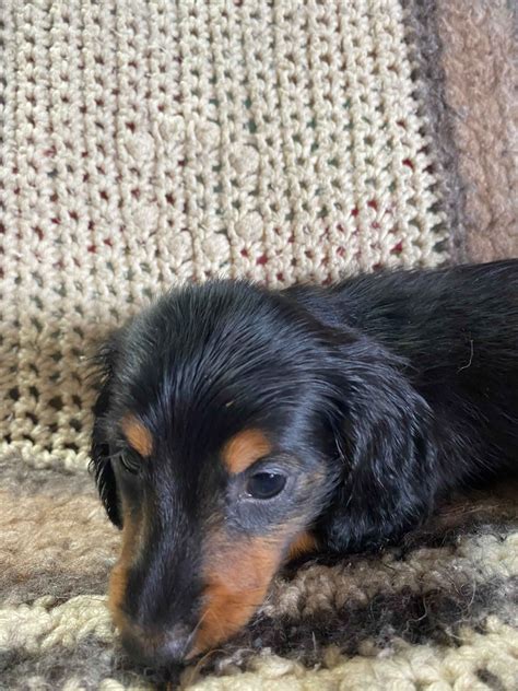Dachshund Puppies For Sale In Indiana